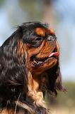 KING CHARLES SPANIEL 138